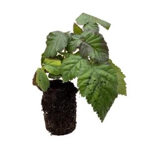 Ouachita Blackberry Plant - Thornless Bare Root Plugs - 1-Year-Old - Mid-Season Berries - Image 1
