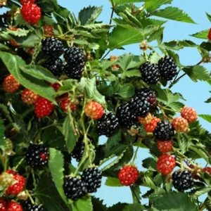 Ouachita Blackberry Starter Plug - Thornless Rubus 'Ouachita' Live Plant - Image 2