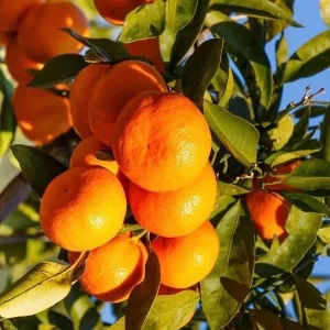 Owari Tangerine Tree Live Plant - Grafted, Cold Hardy, 1/2 Gallon Pot - Image 1