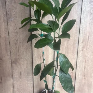 Owari Tangerine Tree Live Plant - Grafted, Cold Hardy, 1/2 Gallon Pot - Image 6