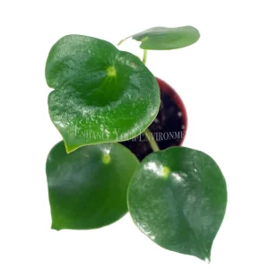 Owl Eye Peperomia Live Plant - 4 inch Potted Houseplant - Image 2