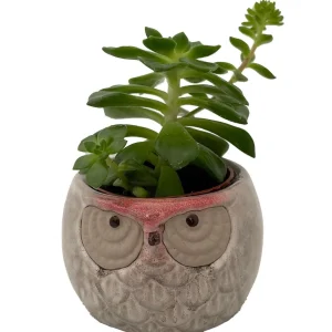 Owl Forest Ceramic Planter with Succulent Live Plant - 3 inch Pot - Image 1