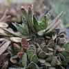 Ox Tongue Gasteria Live Succulent Plant 3.5 inch Pot - Easy Care Houseplant - Image 1