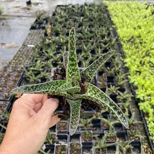 Ox Tongue Gasteria Live Succulent Plant 3.5 inch Pot - Easy Care Houseplant - Image 2