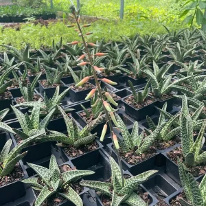 Ox Tongue Gasteria Live Succulent Plant 3.5 inch Pot - Easy Care Houseplant - Image 3