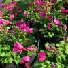 Oxalis Brasiliensis Live Plant - Rosy Flowers, 1 Gallon Pot, Perennial - Image 1
