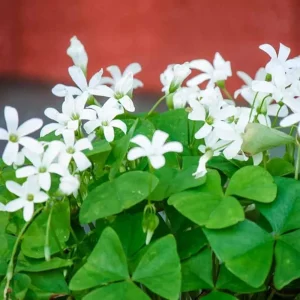 Oxalis Green Live Plant – Vibrant Houseplant in 6 inch Pot - Image 2