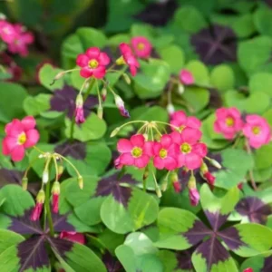 Oxalis Iron Cross Live Plant - 4 Inch Pot, Green & Purple Foliage, Pink Flowers - Image 2