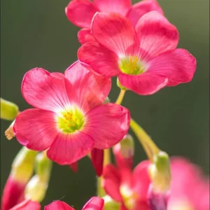 Oxalis Iron Cross Live Plant - 4 Inch Pot, Green & Purple Foliage, Pink Flowers - Image 3