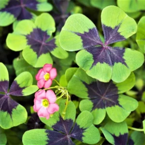 Oxalis Iron Cross Live Plant - 4 Inch Pot, Green & Purple Foliage, Pink Flowers - Image 1