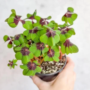 Oxalis Iron Cross Live Plant - 4 Inch Pot, Green & Purple Foliage, Pink Flowers - Image 4