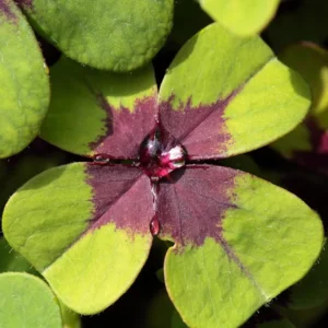 Oxalis Iron Cross Live Plant - 4 Inch Pot, Green & Purple Foliage, Pink Flowers - Image 5