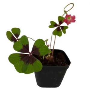 Oxalis Iron Cross Live Plant - 4 Inch Pot, Green & Purple Foliage, Pink Flowers - Image 6