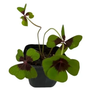 Oxalis Iron Cross Live Plant - 4 Inch Pot, Green & Purple Foliage, Pink Flowers - Image 7