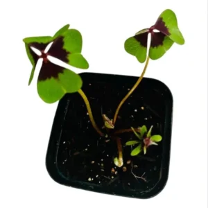 Oxalis Iron Cross Live Plant - 4 Inch Pot, Green & Purple Foliage, Pink Flowers - Image 8
