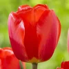 Oxford Darwin Hybrid Tulip Bulbs - 12/+cm Red with Black Base - Mid Spring Blooms - Image 1