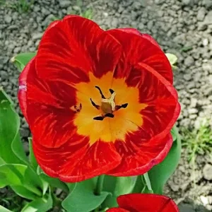 Oxford Darwin Hybrid Tulip Bulbs - 12/+cm Red with Black Base - Mid Spring Blooms - Image 2