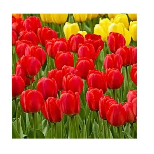 Oxford Darwin Hybrid Tulip Bulbs - 12/+cm Red with Black Base - Mid Spring Blooms - Image 3