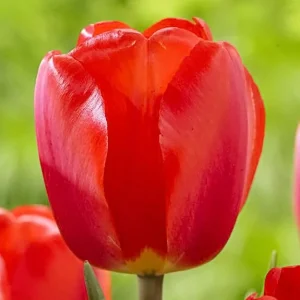 Oxford Darwin Hybrid Tulip Bulbs - 12/+cm Red with Black Base - Mid Spring Blooms - Image 1