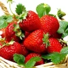 Ozark Beauty Strawberry Plants - 25 Bare Root Everbearing Plants - Image 1