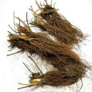 Ozark Beauty Strawberry Plants - 25 Bare Root Everbearing Plants - Image 2