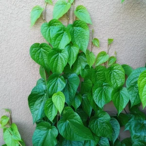 Paan Piper Betel Live Plant - 2 Potted Betle Herb Vines, 8-12