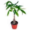 Pachira Aquatica Money Tree Live Plant – 4 inch Pot – Indoor Houseplant - Image 1