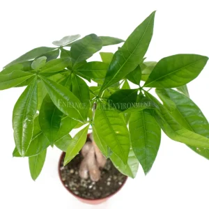 Pachira Aquatica Money Tree Live Plant – 4 inch Pot – Indoor Houseplant - Image 2