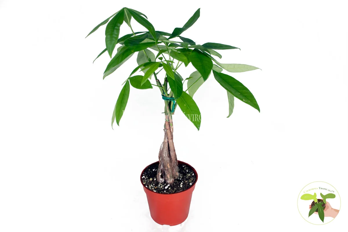 Pachira Aquatica Money Tree Live Plant – 4 inch Pot – Indoor Houseplant - Image 1