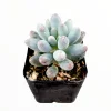 Pachyphytum Machucae Baby Fingers Succulent Live Plant - Drought Tolerant - Image 1