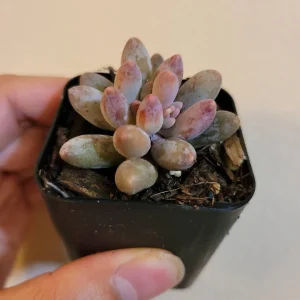 Pachyphytum Machucae Baby Fingers Succulent Live Plant - Drought Tolerant - Image 3
