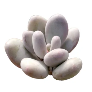 Pachyphytum oviferum Pink Moonstone Succulent Live Plant - 2-4 Inch Pot - Image 2