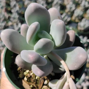 Pachyphytum oviferum Pink Moonstone Succulent Live Plant - 2-4 Inch Pot - Image 5