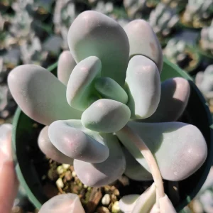 Pachyphytum oviferum Pink Moonstone Succulent Live Plant - 2-4 Inch Pot - Image 6