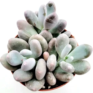 Pachyphytum oviferum Pink Moonstone Succulent Live Plant - 2-4 Inch Pot - Image 7