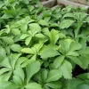 Pachysandra Japanese Spurge Live Plant - Evergreen Ground Cover - 3.5 Inch Pot - Image 1