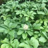 Pachysandra Terminalis 'Green Carpet' Live Plant – 4'' Pot – Evergreen Groundcover - Image 1