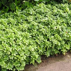 Pachysandra Terminalis 'Green Carpet' Live Plant – 4'' Pot – Evergreen Groundcover - Image 2