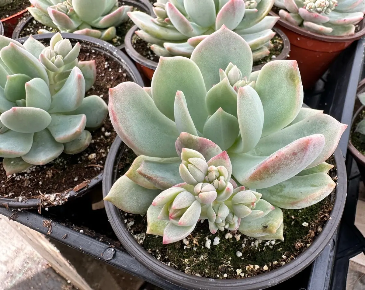 Pachyveria Draco Pink Succulent Live Plant 4'' Pot Indoor/Outdoor - Image 10