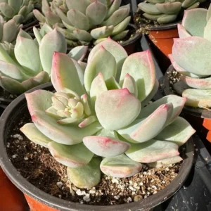 Pachyveria Draco Pink Succulent Live Plant 4'' Pot Indoor/Outdoor - Image 2