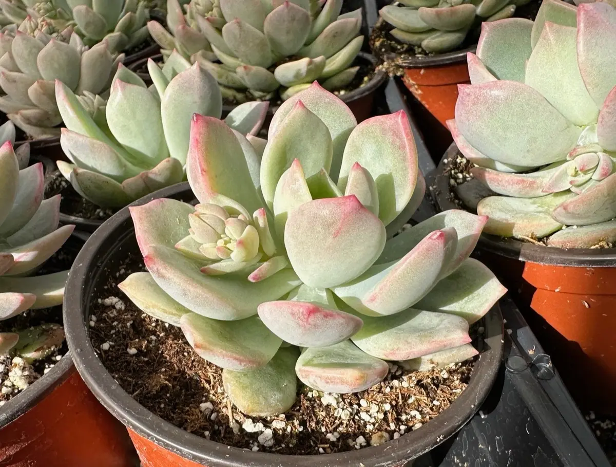 Pachyveria Draco Pink Succulent Live Plant 4'' Pot Indoor/Outdoor - Image 2