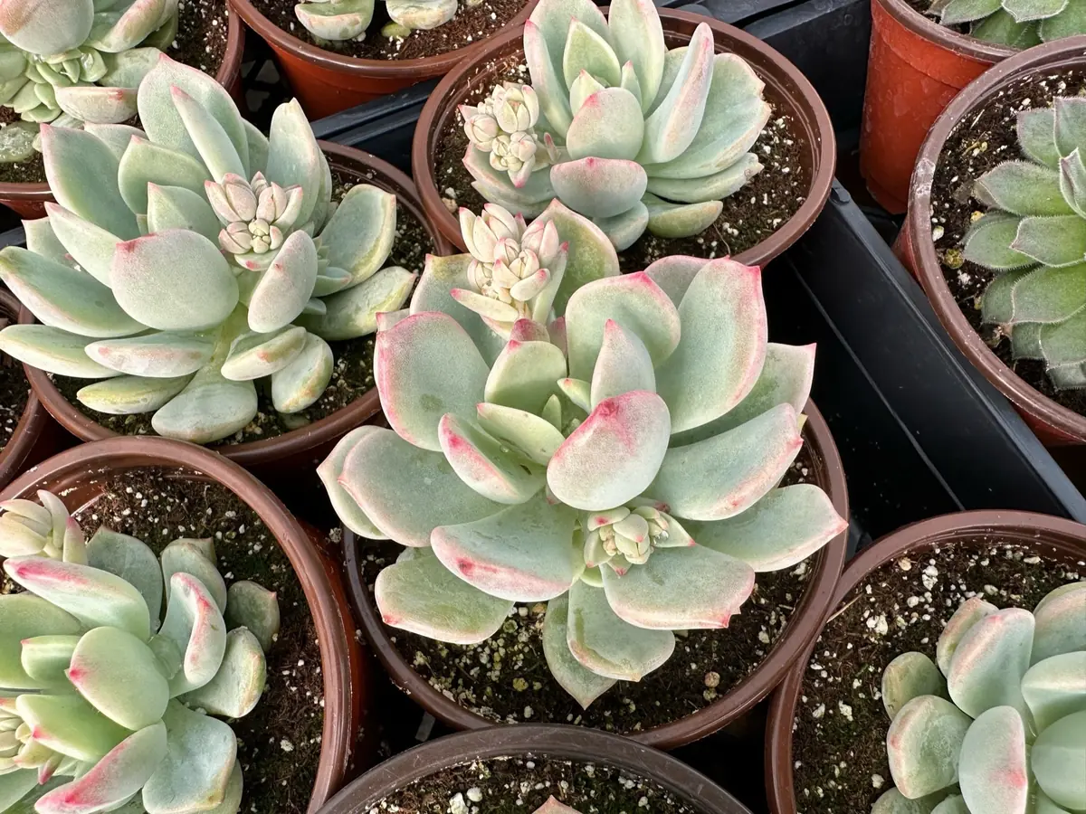 Pachyveria Draco Pink Succulent Live Plant 4'' Pot Indoor/Outdoor - Image 3