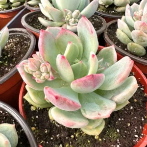 Pachyveria Draco Pink Succulent Live Plant 4'' Pot Indoor/Outdoor - Image 1