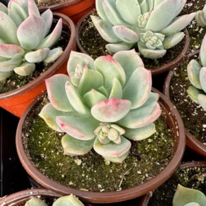 Pachyveria Draco Pink Succulent Live Plant 4'' Pot Indoor/Outdoor - Image 4
