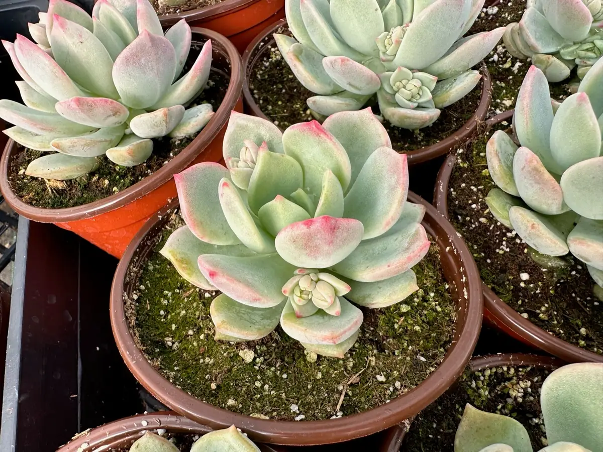Pachyveria Draco Pink Succulent Live Plant 4'' Pot Indoor/Outdoor - Image 4