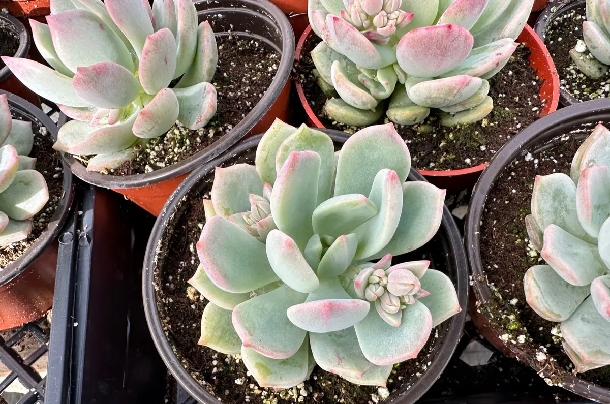 Pachyveria Draco Pink Succulent Live Plant 4'' Pot Indoor/Outdoor - Image 5