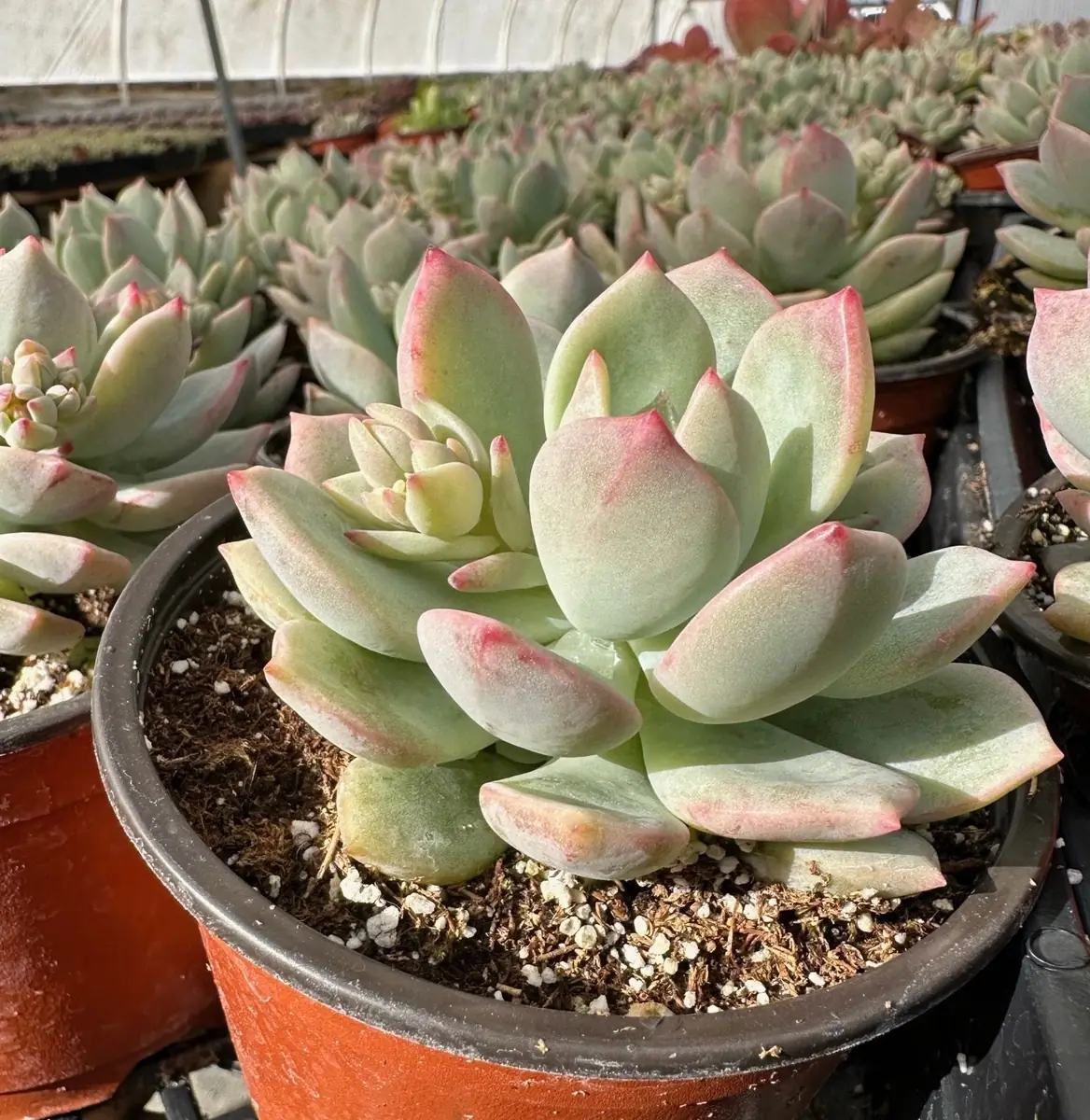 Pachyveria Draco Pink Succulent Live Plant 4'' Pot Indoor/Outdoor - Image 7