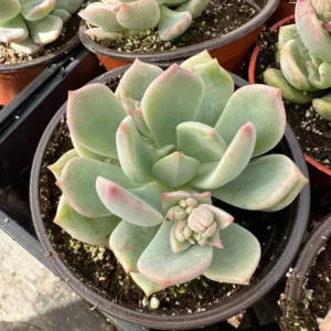 Pachyveria Draco Pink Succulent Live Plant 4'' Pot Indoor/Outdoor - Image 8