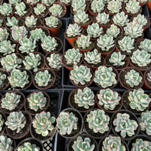 Pachyveria Draco Pink Succulent Live Plant 4'' Pot Indoor/Outdoor - Image 9