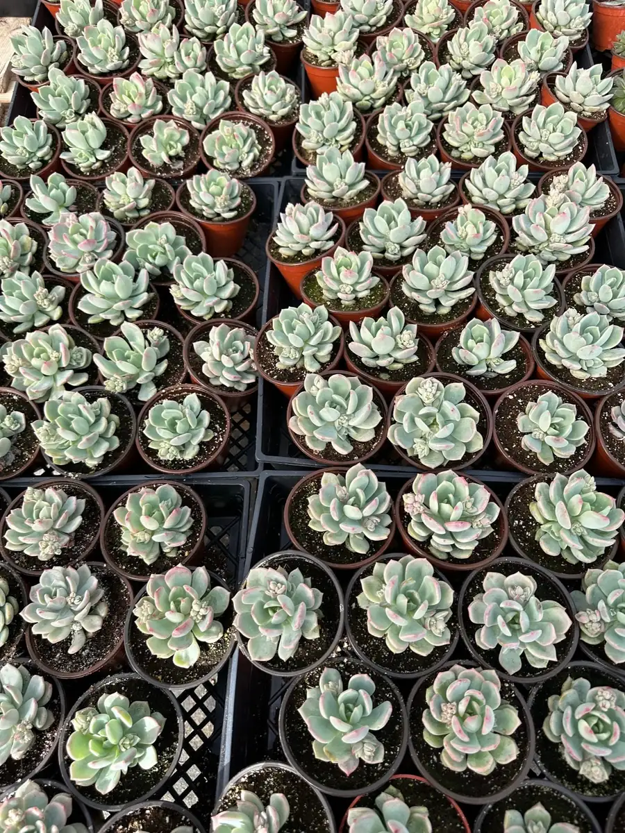 Pachyveria Draco Pink Succulent Live Plant 4'' Pot Indoor/Outdoor - Image 9